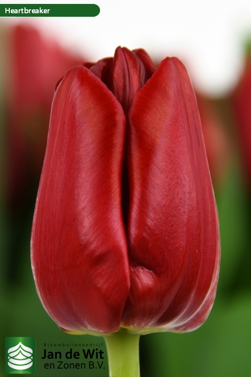 Tulipa Heartbreaker ®