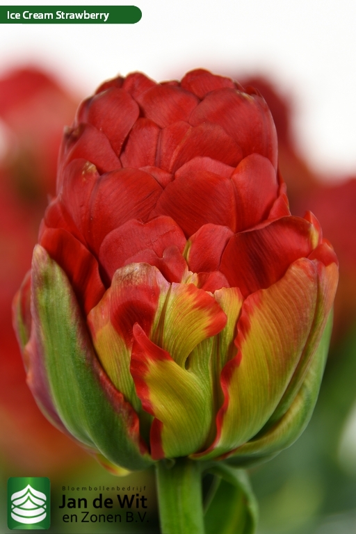 Ice Cream Strawberry ® | Hoa tulip | Jan de Wit en Zonen B.V.