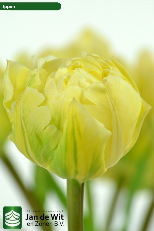 Tulipa Ippon