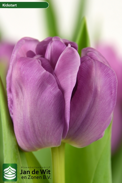 Kickstart | Tulip | Jan de Wit en Zonen B.V.