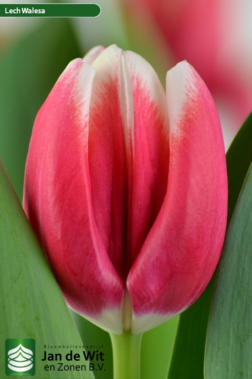 Tulipa Lech Walesa ®
