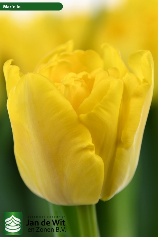 Marie Jo ®, Tulip