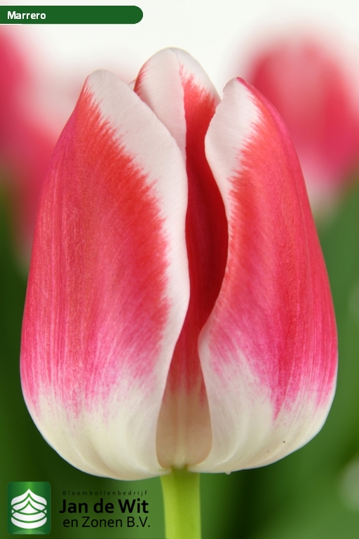 Tulipa Marrero