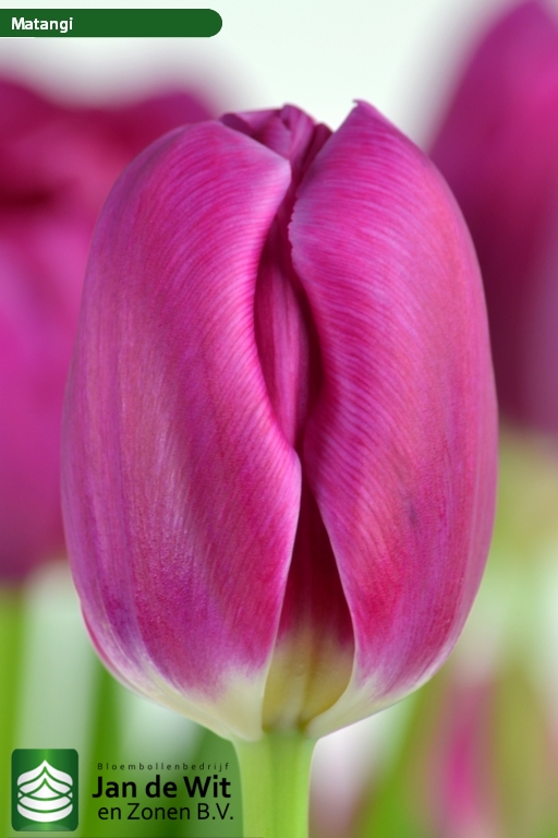 Tulipa Matangi
