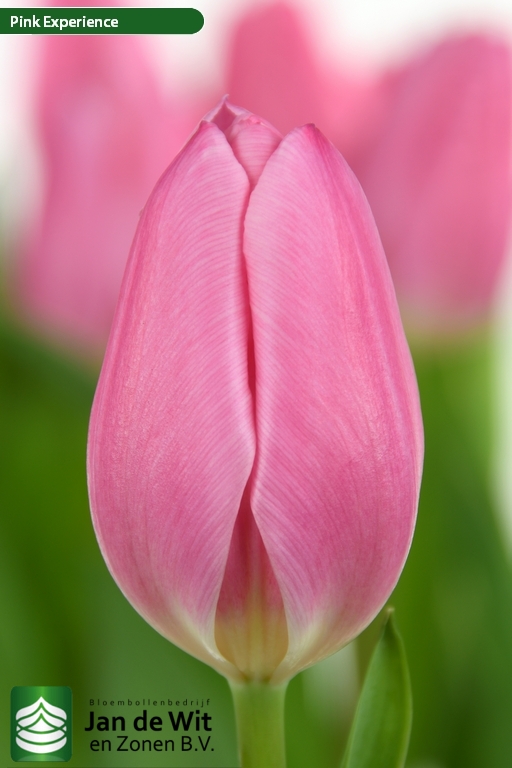 Tulipa Pink Experience ®