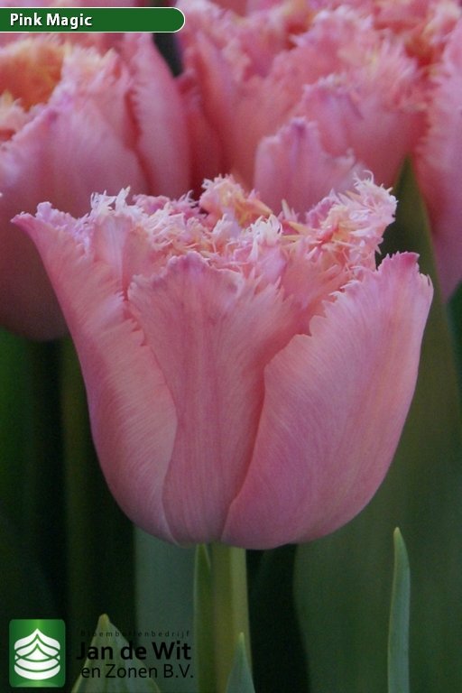Tulipa Pink Magic ®