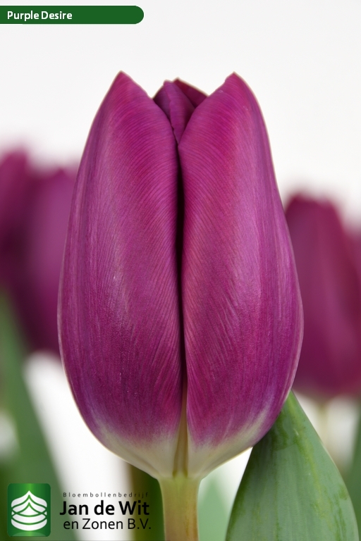 Tulipa Purple Desire ®