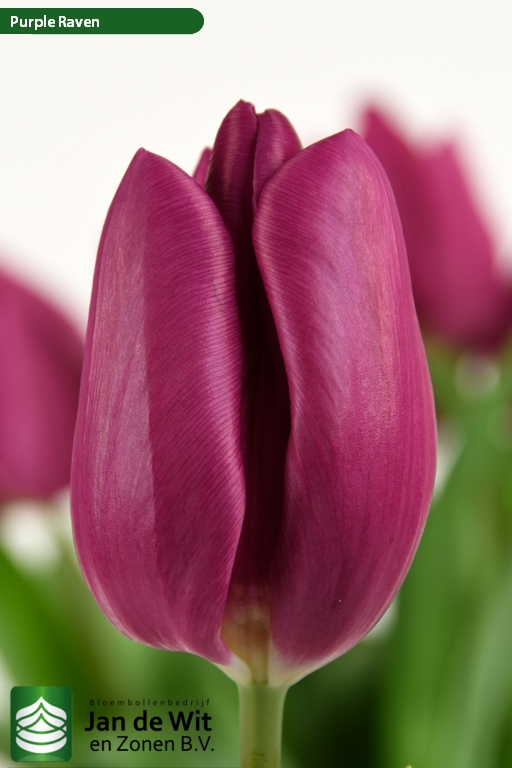 Purple Raven Â® | Tulip | Jan de Wit en Zonen B.V.