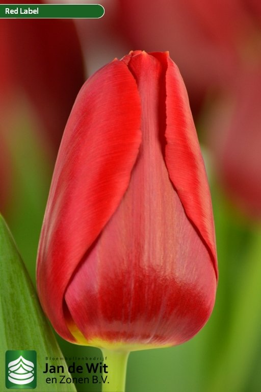 Tulipa Red Label ®