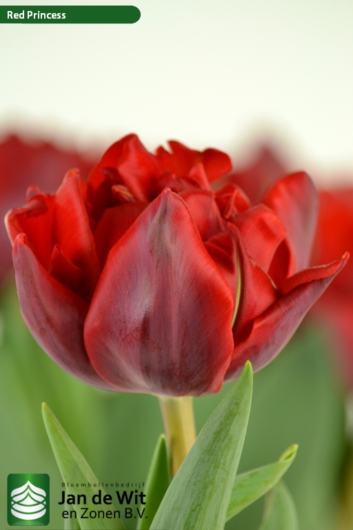 Afskedige får Spiller skak Red Princess | Tulip | Jan de Wit en Zonen B.V.