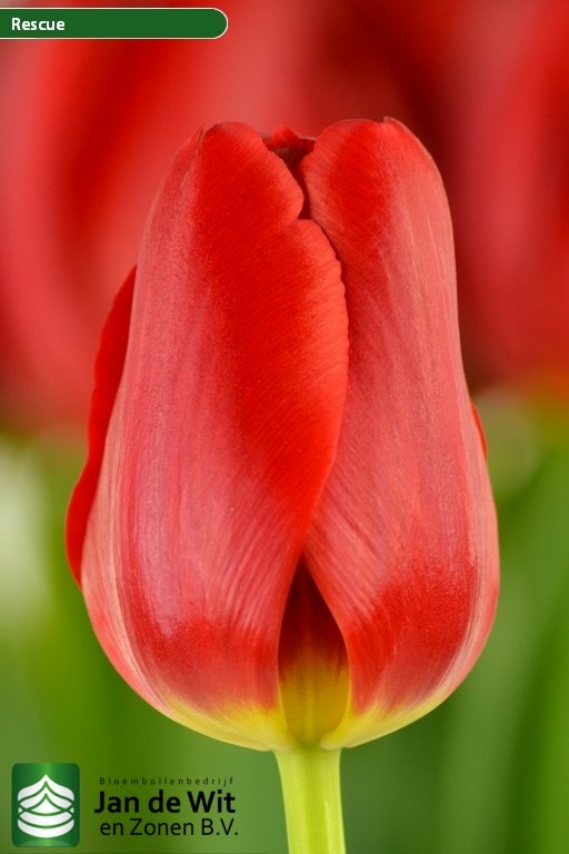 Tulipa Rescue ®