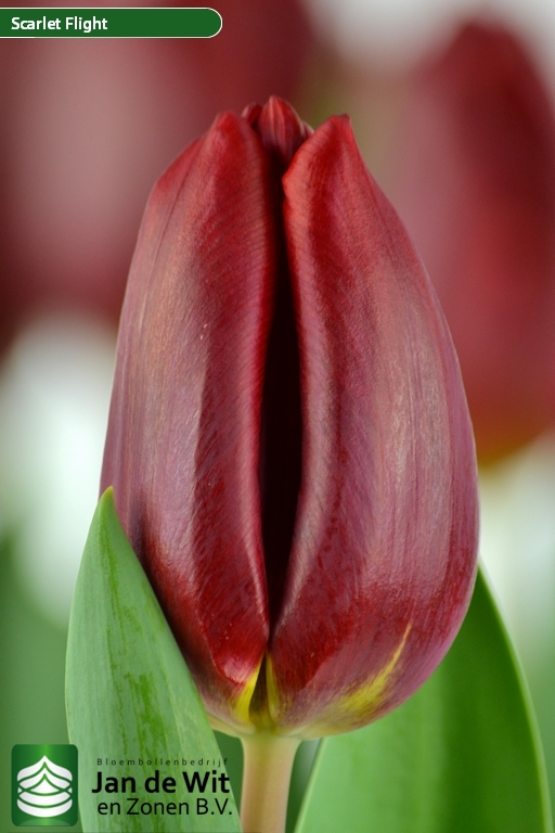 Tulipa Scarlet Flight ®