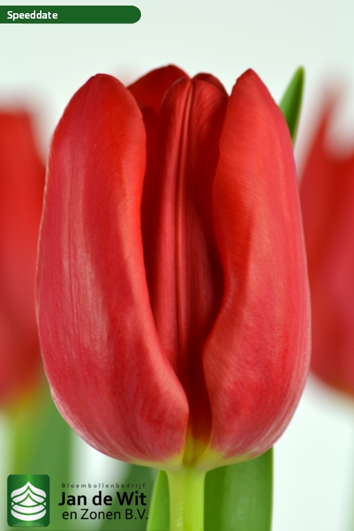 Tulipa Speed Date