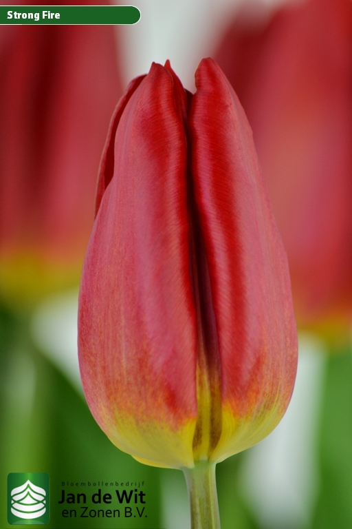 Tulipa Strong Fire ®