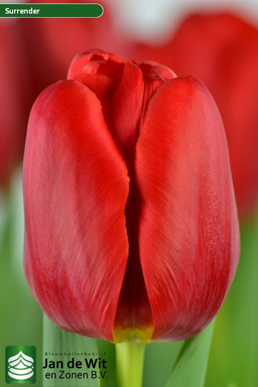 Tulipa Surrender ®
