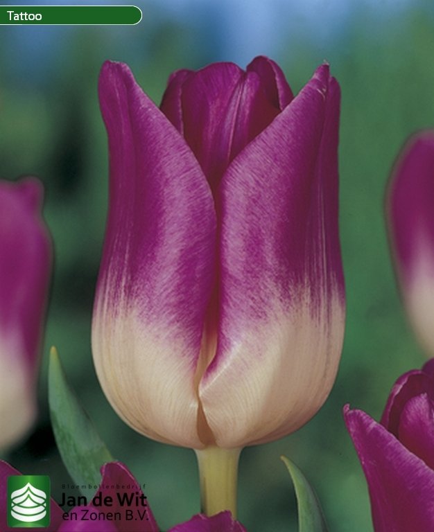Tulip Tulpe Tattoo