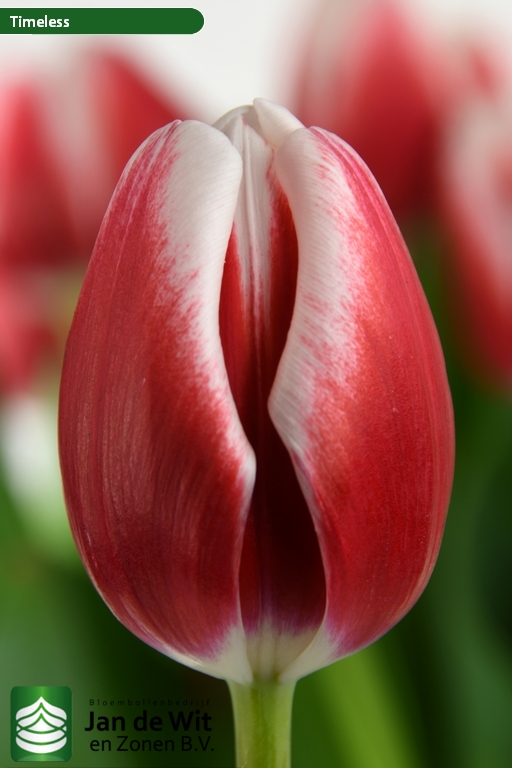 Tulipa Timeless ®