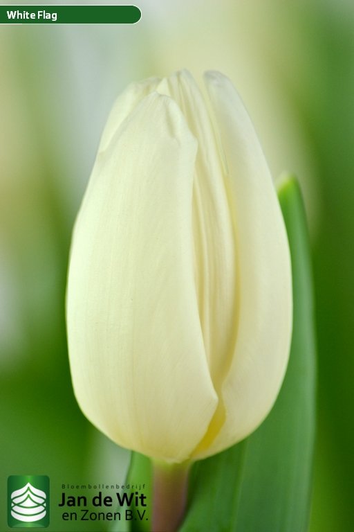 White Flag ® | Tulp | Jan de Wit en Zonen B.V. White Flag ® | Tulp | Jan De Wit En Zonen B.V.