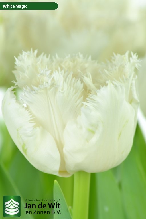Tulipa White Magic ®