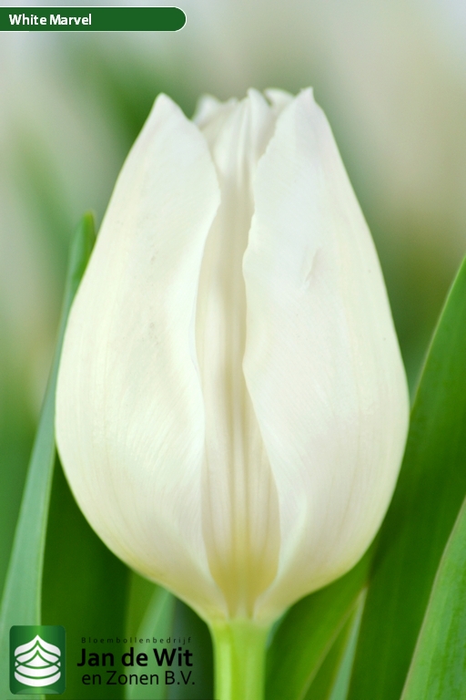Tulipa White Marvel