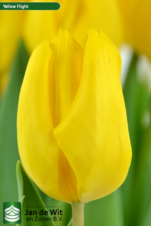 Tulipa Yellow Flight ®