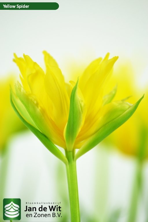 Yellow Spider ® | チューリップ | Jan de Wit en Zonen B.V.