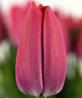 チューリップ | 取り扱い品種 | Jan de Wit en Zonen B.V.