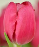 チューリップ | 取り扱い品種 | Jan de Wit en Zonen B.V.