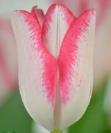 Beautytrend ®