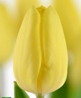 Creme Fraiche
