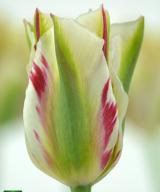Flaming Springgreen ®