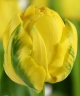 Golden Jewel ®