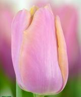 Holland Beauty ®