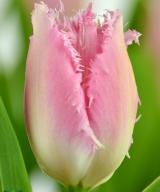 Huis Ten Bosch ®