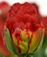 Ice Cream Strawberry ®