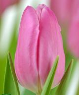 Jumbo Pink ®