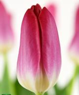 Liliane Gronert ®