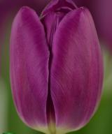 Bullit ® | Tulip | Jan de Wit en Zonen B.V.