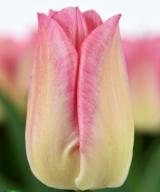 Pink Dream