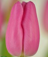 Pink Twist ®