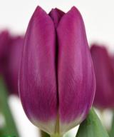 Purple Desire ®