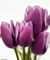 Purple Elegance