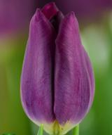 Purple Lady ®