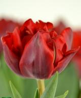 Red Princess