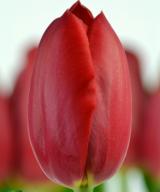 Sky High Scarlet ®