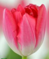 Up Pink