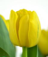 Yellow Baby
