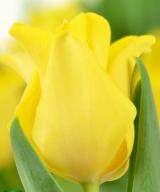 Yellow Crown ®