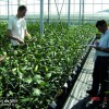 Фото Открытие специальной тестовой теплицы для тюльпанов