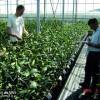 Picture Opening of the test greenhouse especially for lilies